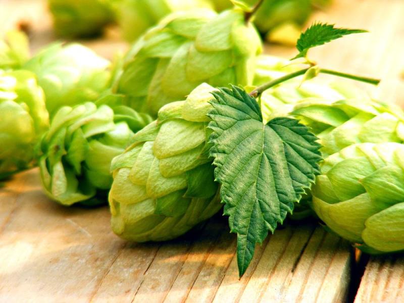 精釀啤酒 | 酒花制品的種類及特點(diǎn)有哪些？